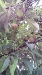20100715092718.jpg